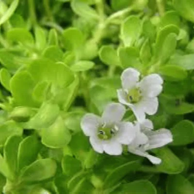 Bacopa monnieri plant