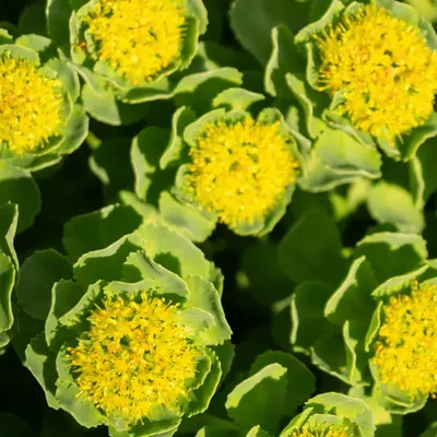 Rhodiola plant